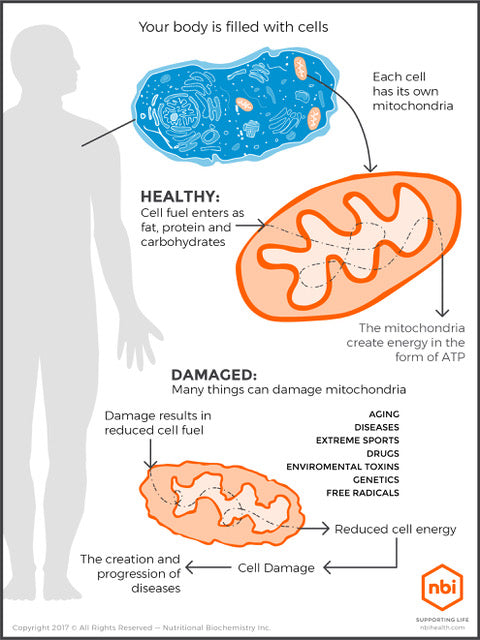 An educational infographic diagram titled 'Your body is filled with cells' showing a human silhouette, mitochondrion labelled 'HEALTHY', and 'DAMAGED' with text explaining cell energy and disease links.