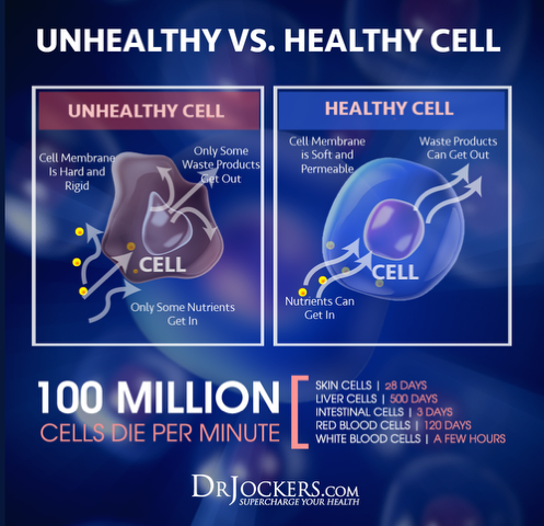 An infographic comparing unhealthy and healthy cells.