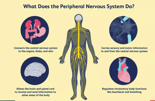 An educational infographic titled 'What Does the Peripheral Nervous System Do?' on a pale yellow background, showing a stylized human body outline with a yellow nervous system and four circular callouts illustrating functions such as connecting to organs, sensory/motor information, brain/spinal cord communication, and regulation of involuntary body functions.