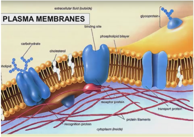 A diagram showing Plasma membranes
